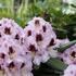 Rhododendron (T) 'Pinguin'_02.JPG