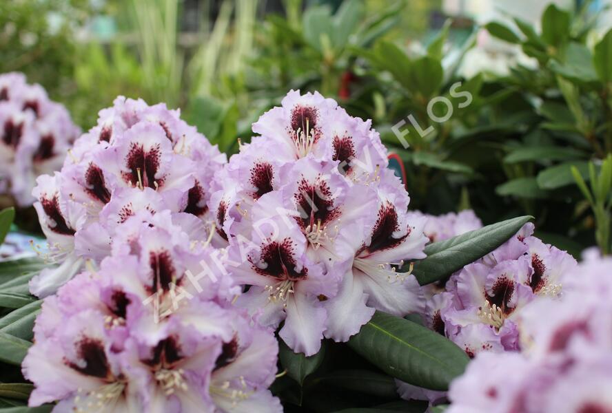 Pěnišník 'Pinguin' - Rhododendron (T) 'Pinguin'