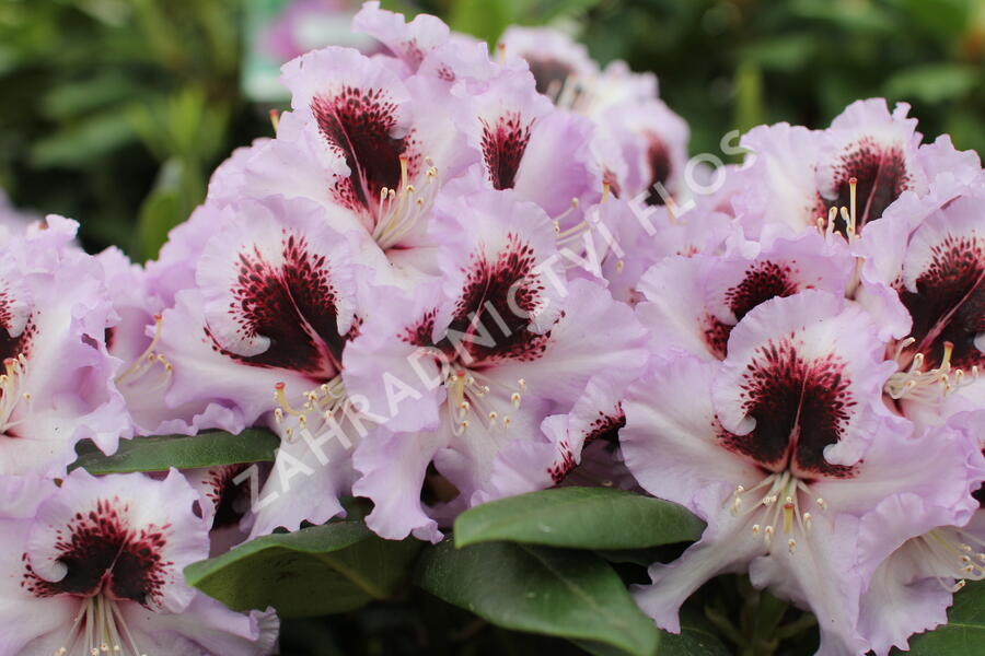 Pěnišník 'Pinguin' - Rhododendron (T) 'Pinguin'