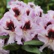 Pěnišník 'Pinguin' - Rhododendron (T) 'Pinguin'