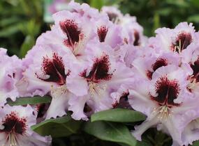 Pěnišník 'Pinguin' - Rhododendron (T) 'Pinguin'