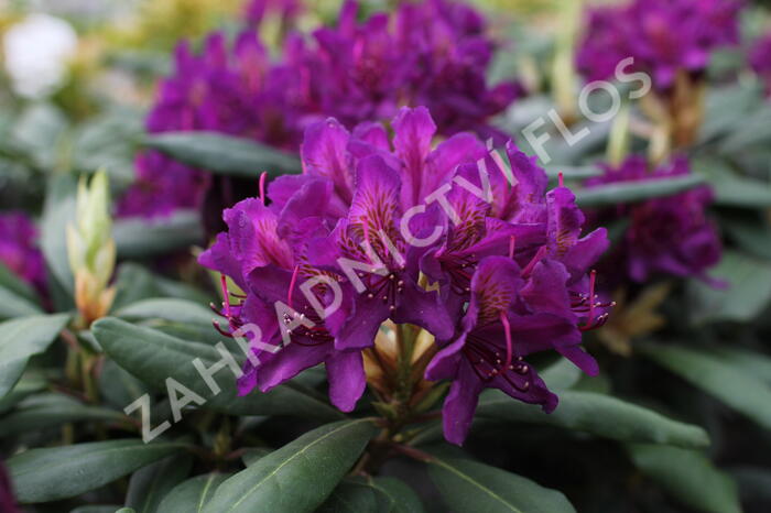 Pěnišník 'Marcel Menard' - Rhododendron (T) 'Marcel Menard'