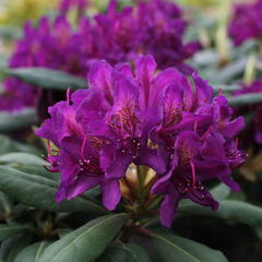 Pěnišník 'Marcel Menard' - Rhododendron (T) 'Marcel Menard'