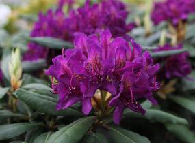Pěnišník 'Marcel Menard' - Rhododendron (T) 'Marcel Menard'