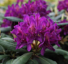 Pěnišník 'Marcel Menard' - Rhododendron (T) 'Marcel Menard'