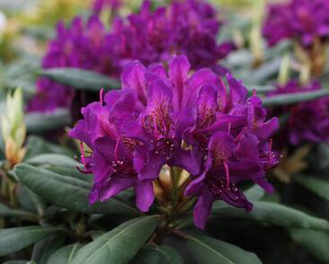 Pěnišník 'Marcel Menard'