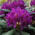 Rhododendron (T) 'Marcel Menard'.JPG