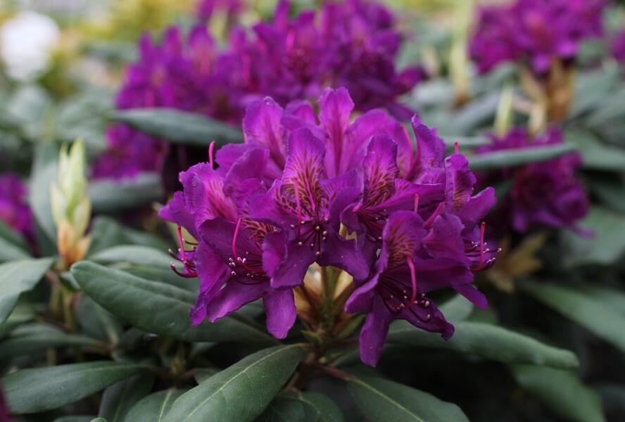 Pěnišník 'Marcel Menard' - Rhododendron (T) 'Marcel Menard'