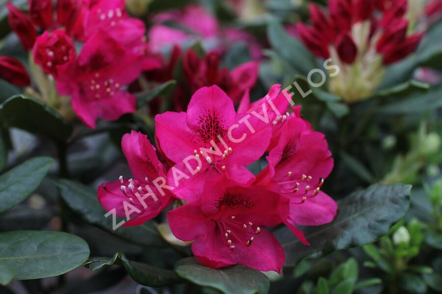 Pěnišník 'Nova Zembla' - Rhododendron (T) 'Nova Zembla'