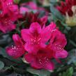 Pěnišník 'Nova Zembla' - Rhododendron (T) 'Nova Zembla'