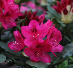 Pěnišník 'Nova Zembla' - Rhododendron (T) 'Nova Zembla'