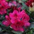 Rhododendron (T) 'Nova Zembla'_01.JPG