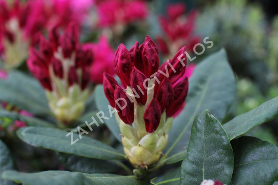 Pěnišník 'Nova Zembla' - Rhododendron (T) 'Nova Zembla'