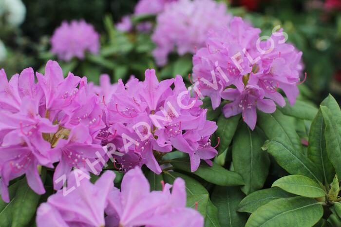 Pěnišník 'Catawbiense Grandiflorum' - Rhododendron (T) 'Catawbiense Grandiflorum'