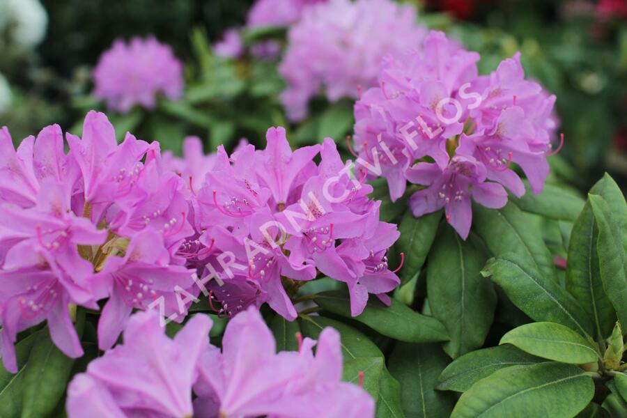 Pěnišník 'Catawbiense Grandiflorum' - Rhododendron (T) 'Catawbiense Grandiflorum'