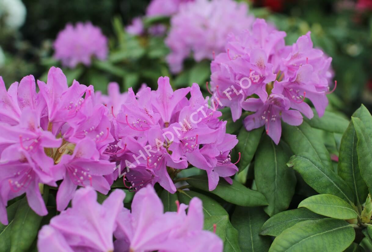 Pěnišník 'Catawbiense Grandiflorum' - Rhododendron (T) 'Catawbiense Grandiflorum'