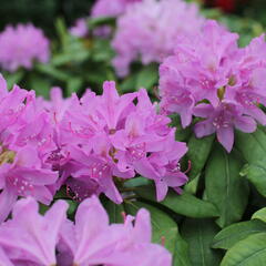 Pěnišník 'Catawbiense Grandiflorum' - Rhododendron (T) 'Catawbiense Grandiflorum'
