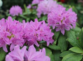 Pěnišník 'Catawbiense Grandiflorum' - Rhododendron (T) 'Catawbiense Grandiflorum'