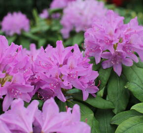Pěnišník 'Catawbiense Grandiflorum' - Rhododendron (T) 'Catawbiense Grandiflorum'