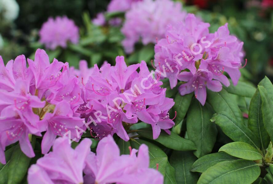 Pěnišník 'Catawbiense Grandiflorum' - Rhododendron (T) 'Catawbiense Grandiflorum'