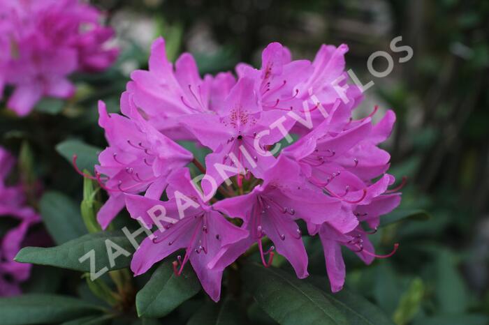 Pěnišník 'Roseum Elegans' - Rhododendron (T) 'Roseum Elegans'