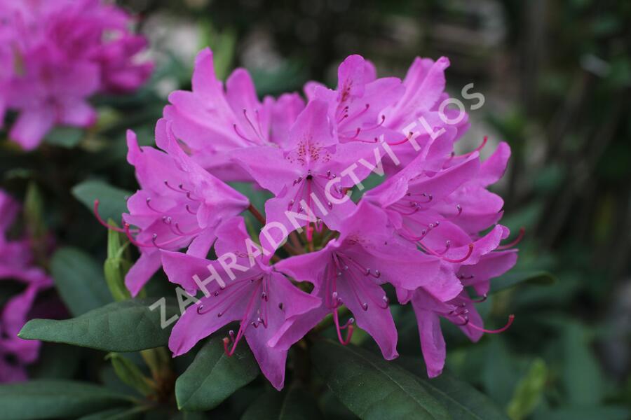 Pěnišník 'Roseum Elegans' - Rhododendron (T) 'Roseum Elegans'