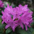 Pěnišník 'Roseum Elegans' - Rhododendron (T) 'Roseum Elegans'