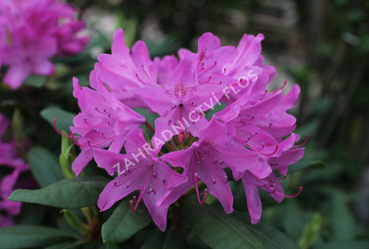 Pěnišník 'Roseum Elegans' - Rhododendron (T) 'Roseum Elegans'