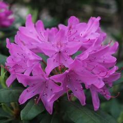 Pěnišník 'Roseum Elegans' - Rhododendron (T) 'Roseum Elegans'
