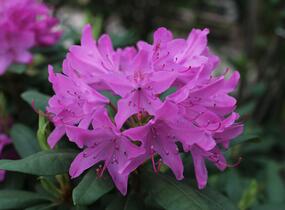 Pěnišník 'Roseum Elegans' - Rhododendron (T) 'Roseum Elegans'