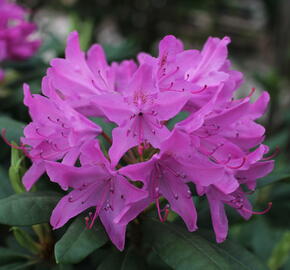 Pěnišník 'Roseum Elegans' - Rhododendron (T) 'Roseum Elegans'