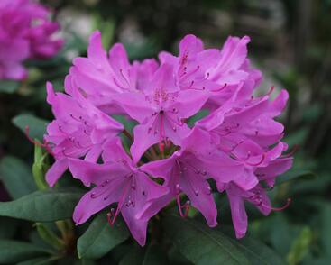 Pěnišník 'Roseum Elegans'