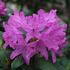 Rhododendron (T) 'Roseum Elegans'.JPG
