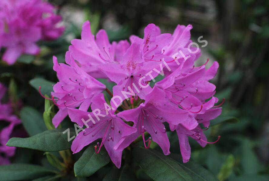 Pěnišník 'Roseum Elegans' - Rhododendron (T) 'Roseum Elegans'