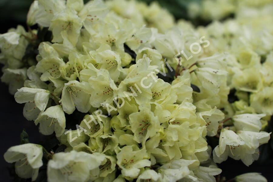 Pěnišník obtížený 'Wren' - Rhododendron impeditum 'Wren'