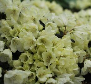Pěnišník obtížený 'Wren' - Rhododendron impeditum 'Wren'