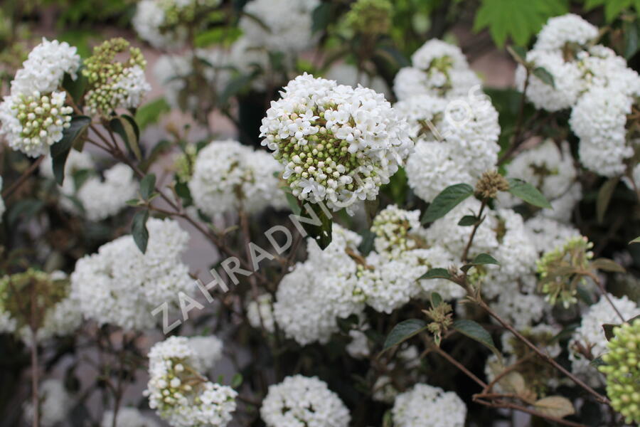Kalina vavřínová 'Eve Price' - Viburnum tinus 'Eve Price'
