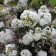 Kalina vavřínová 'Eve Price' - Viburnum tinus 'Eve Price'