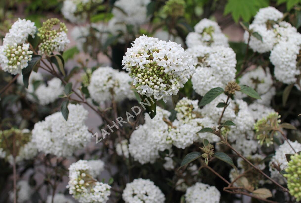 Kalina vavřínová 'Eve Price' - Viburnum tinus 'Eve Price'