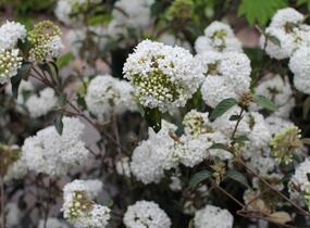 Kalina vavřínová 'Eve Price' - Viburnum tinus 'Eve Price'