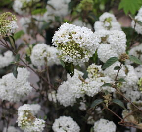 Kalina vavřínová 'Eve Price' - Viburnum tinus 'Eve Price'