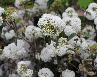 Kalina vavřínová 'Eve Price'