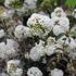 Viburnum tinus 'Eve Price'_01.JPG