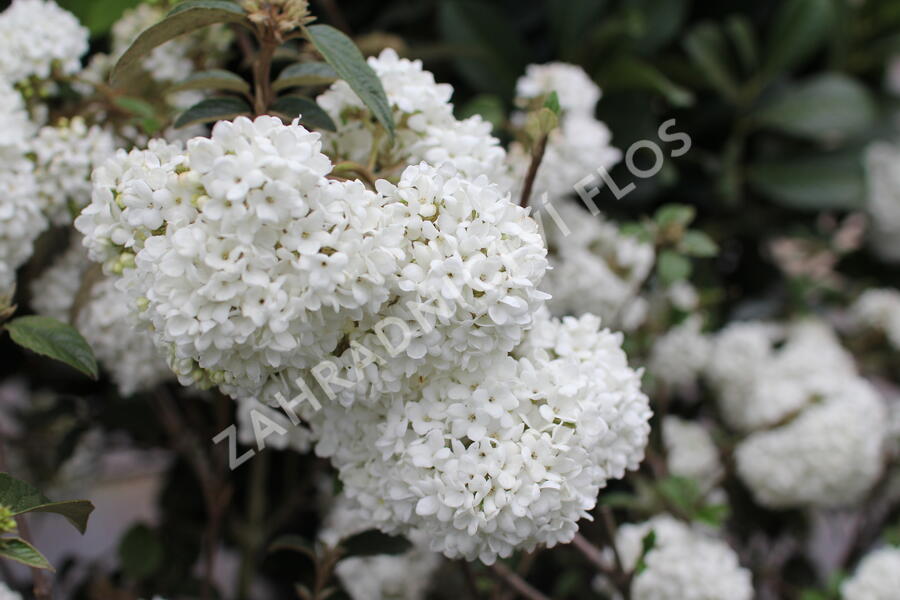 Kalina vavřínová 'Eve Price' - Viburnum tinus 'Eve Price'