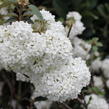 Kalina vavřínová 'Eve Price' - Viburnum tinus 'Eve Price'