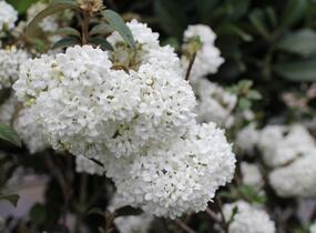 Kalina vavřínová 'Eve Price' - Viburnum tinus 'Eve Price'
