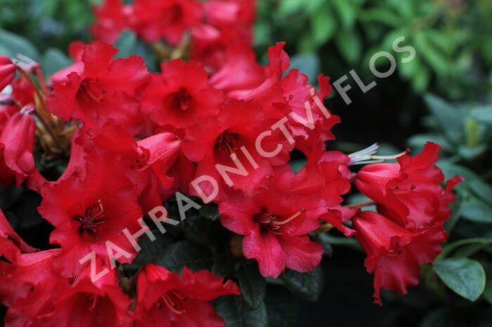 Pěnišník 'Bengal' - Rhododendron (R) 'Bengal'