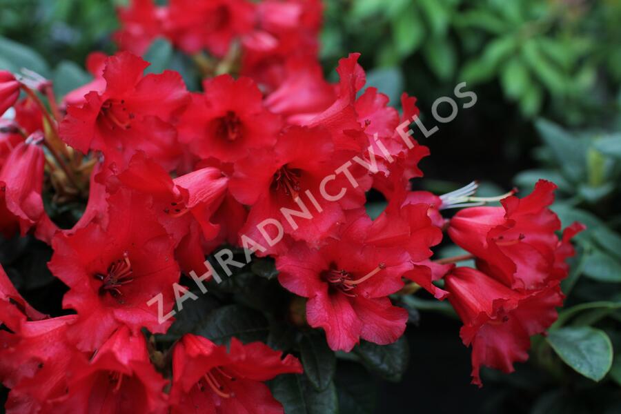 Pěnišník 'Bengal' - Rhododendron (R) 'Bengal'