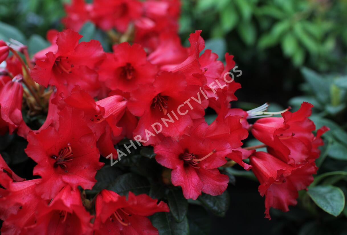Pěnišník 'Bengal' - Rhododendron (R) 'Bengal'