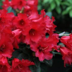 Pěnišník 'Bengal' - Rhododendron (R) 'Bengal'